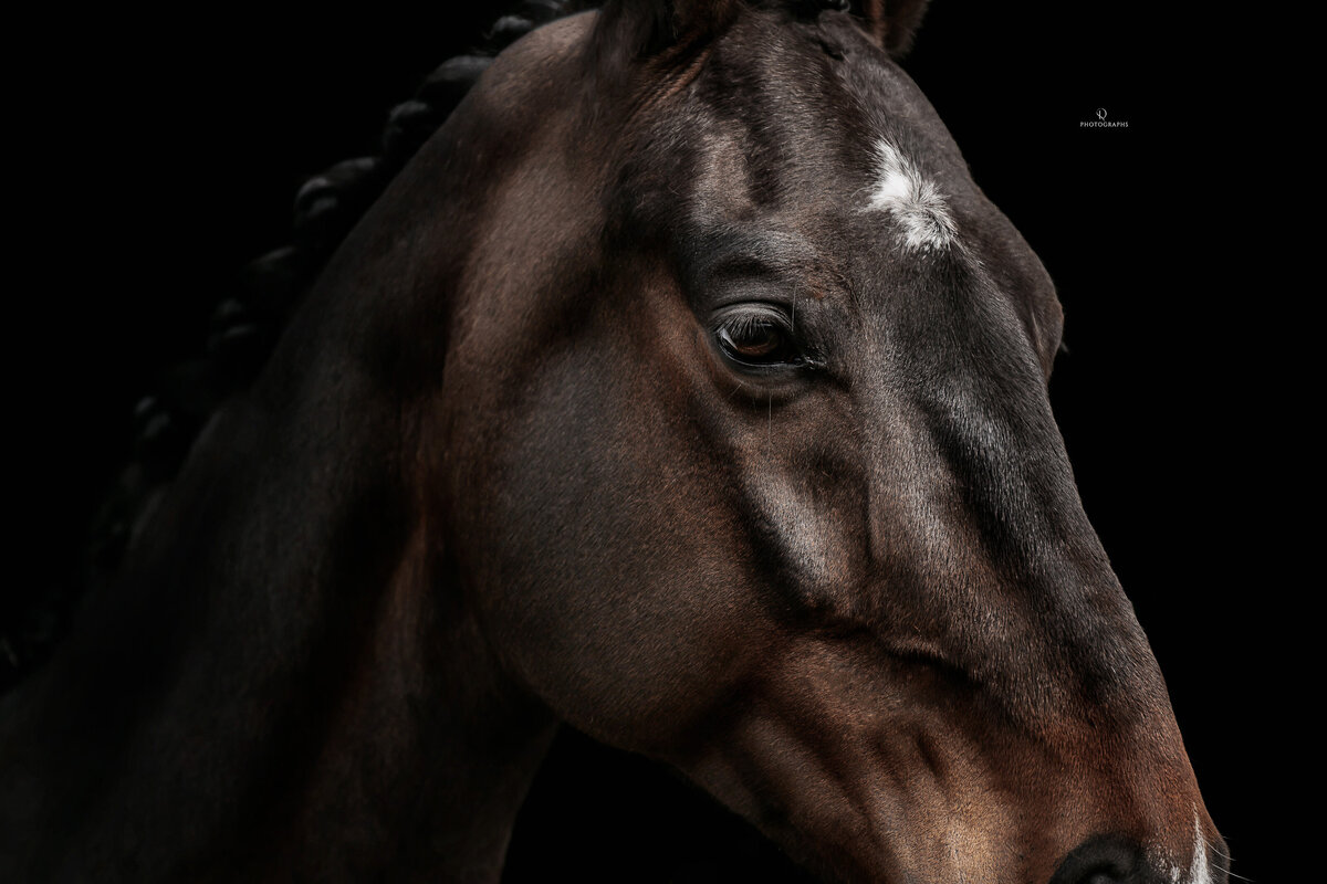 Fine-art fotografie met paard