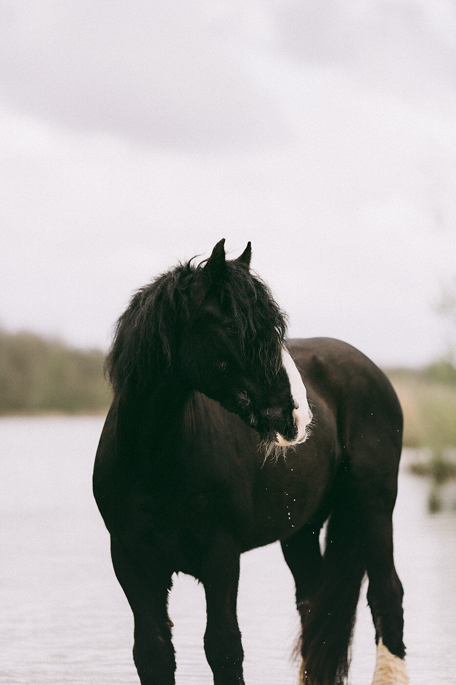 Vera’s paardenfotoshoot in een open veld, met focus op rust en harmonie.