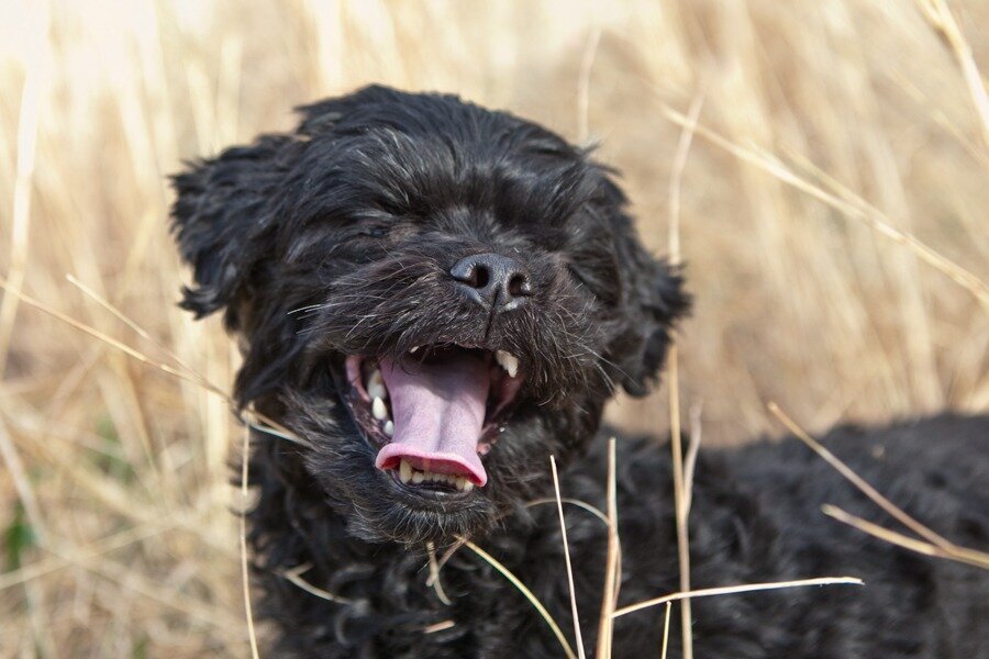 a happy black dog smiles in tall brown grass