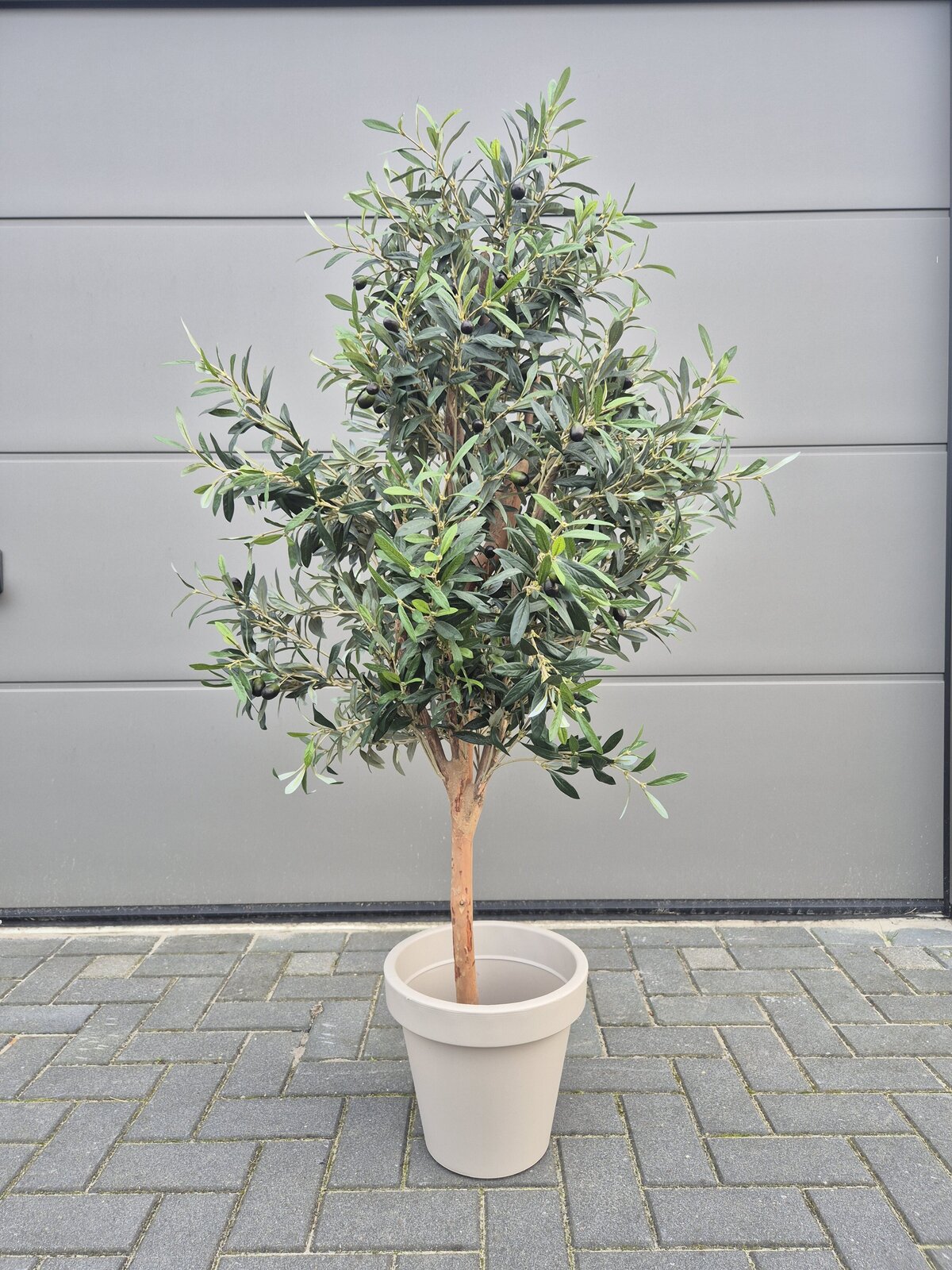 Olijfboom 150cm