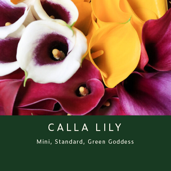 Calla-Lily