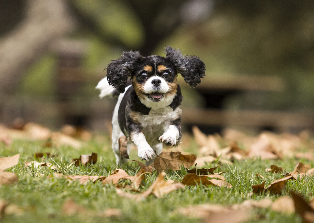 branding pet photographer 8 copy