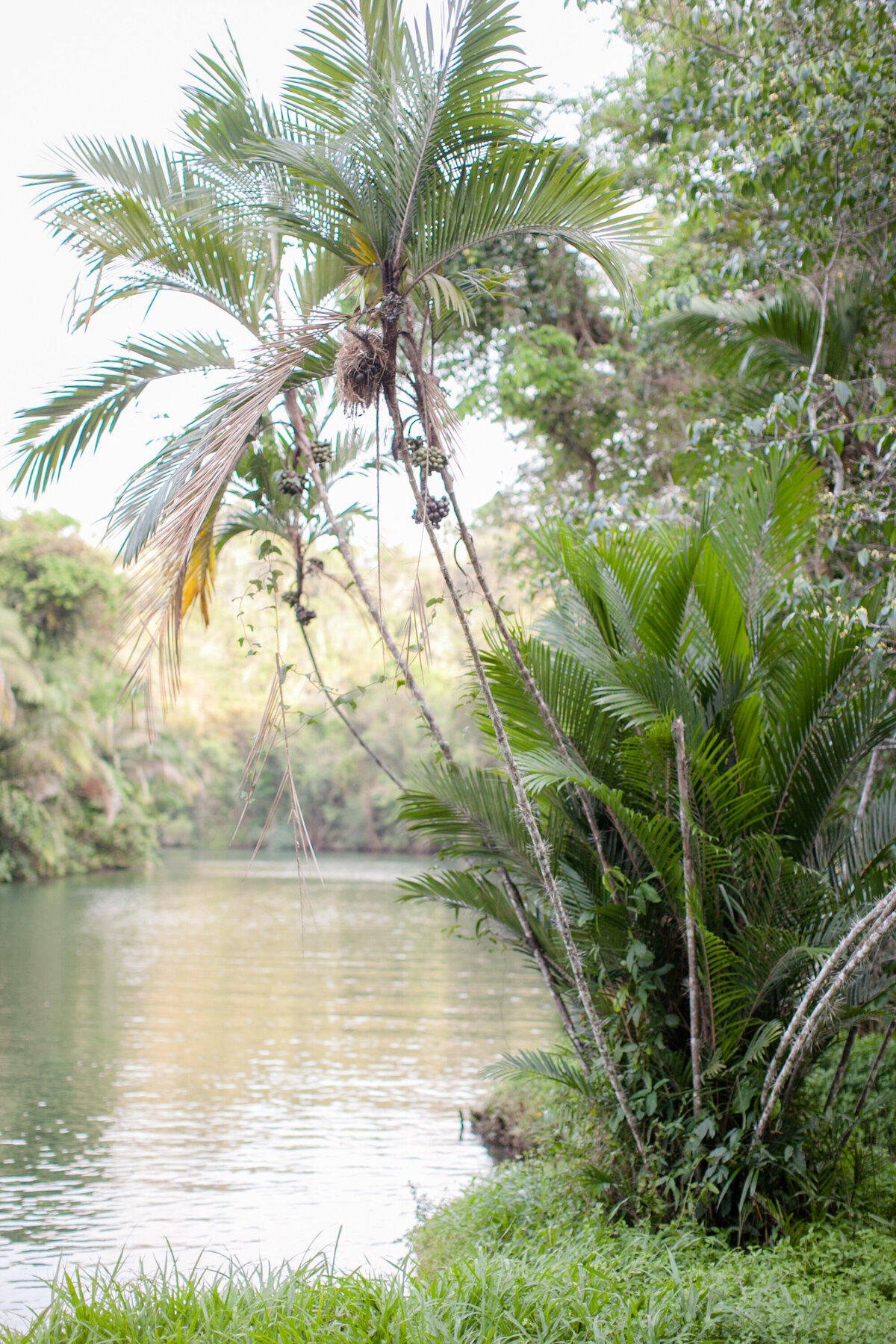 Belcampo Belize Wedding Photography-1-2