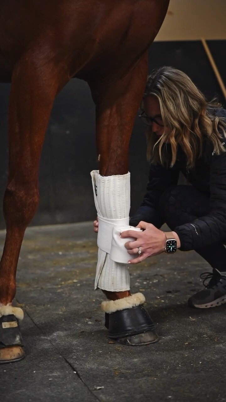 A professional horse trainer wraps the leg of.a chestnut FEI horses with polo wraps from LeMieux