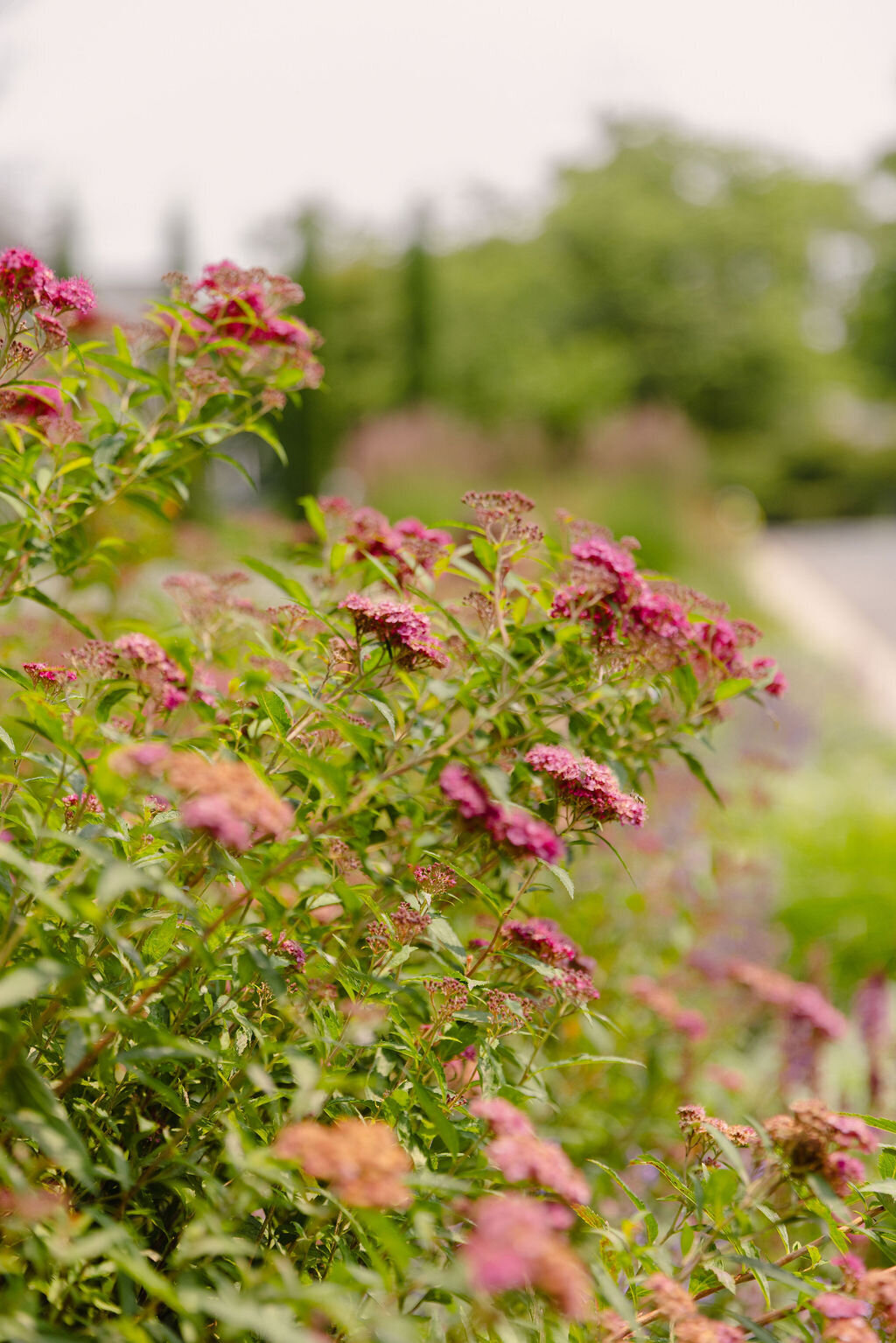 low maintenance landscape ideas 1