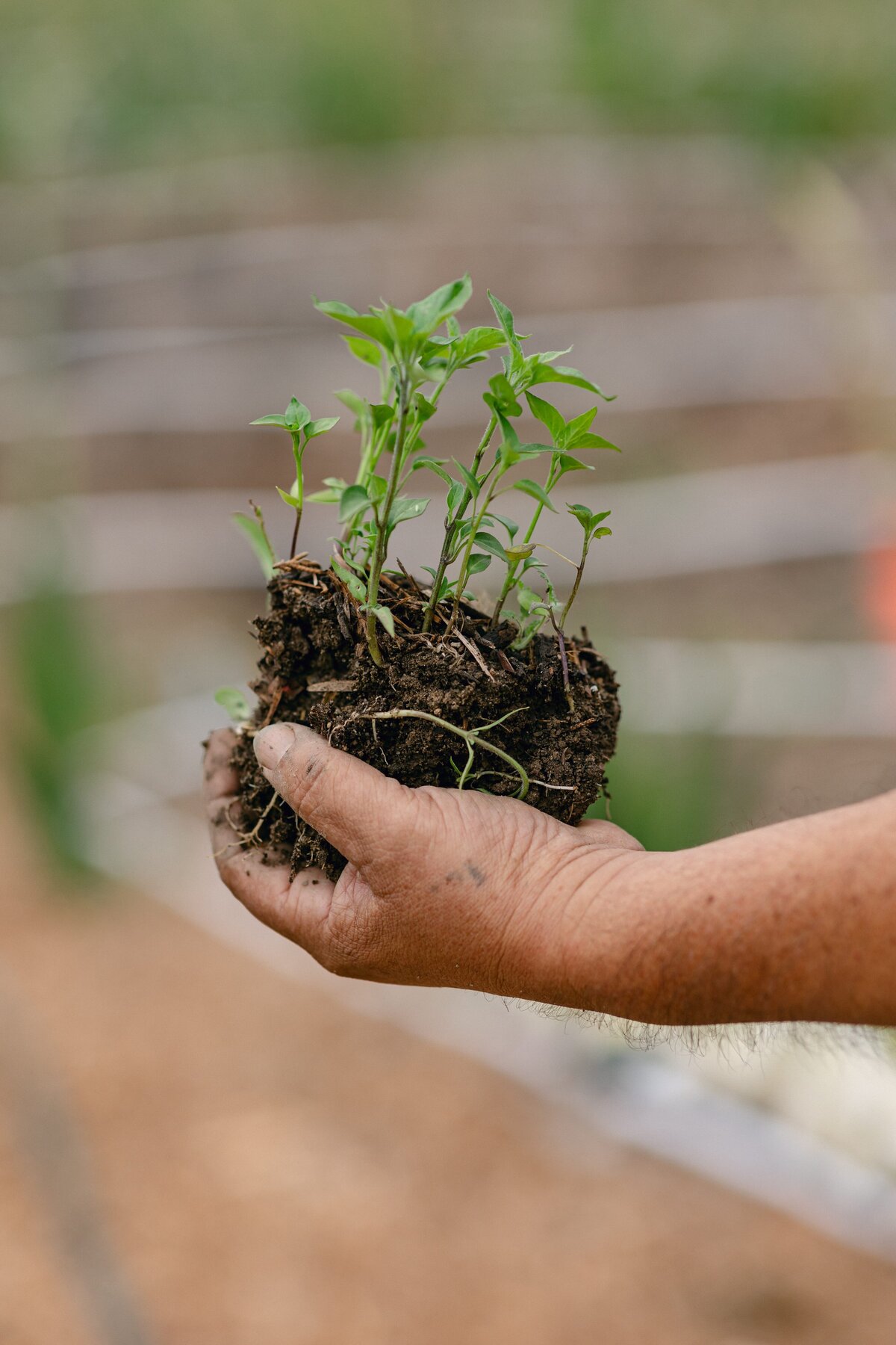 Leap-Lab-Science-Farm-Ventura-California-Santa-Paula-Non-Profit-0007