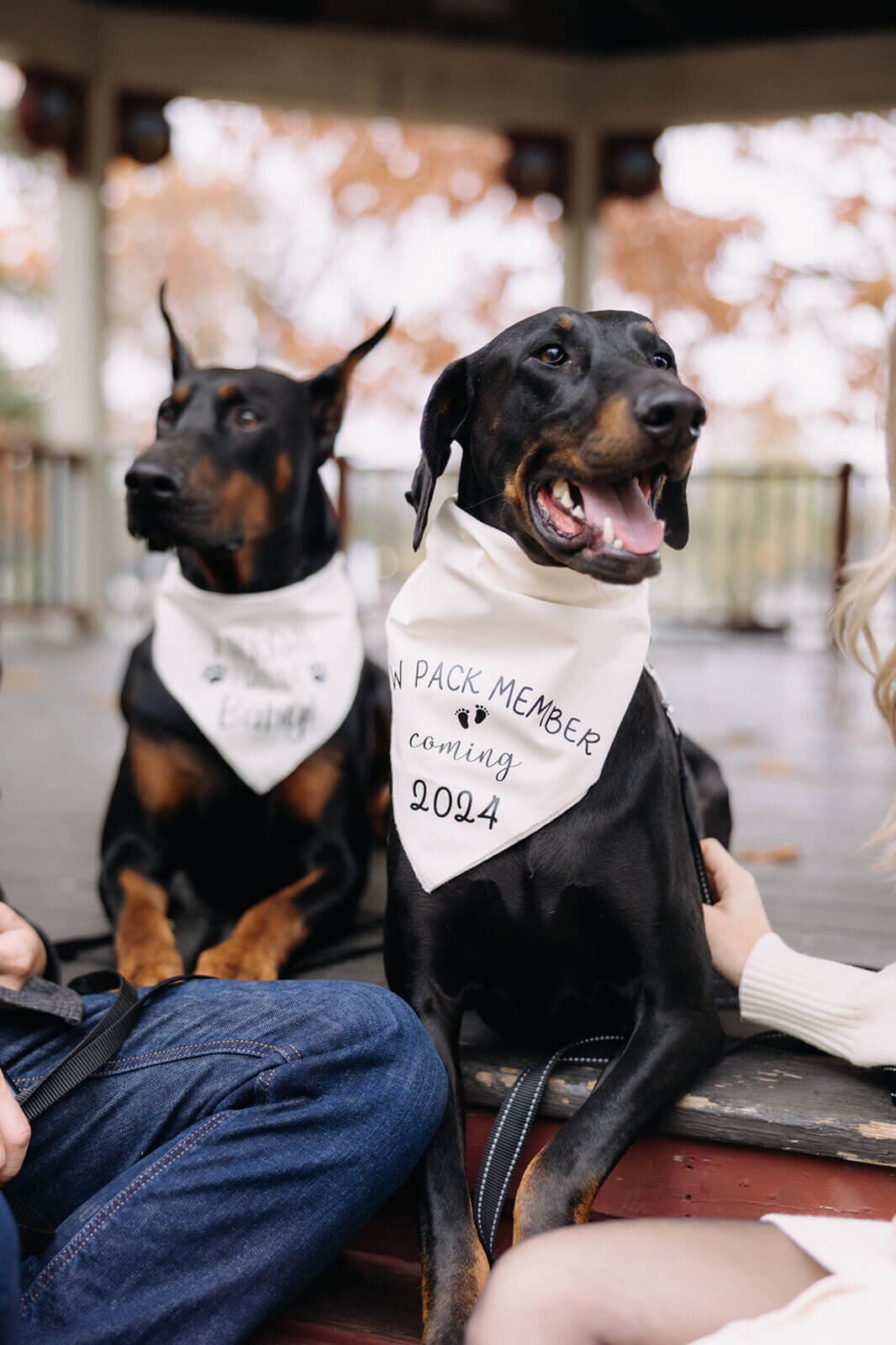 Dog wearing scarf with baby announcement for  pregnancy announcement photos in Finger Lakes, NY