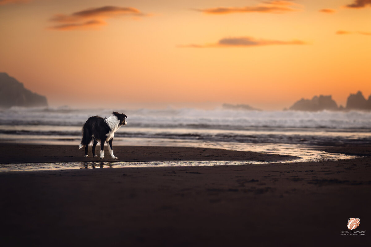 Titled “Sunset Stroll – Embracing the Golden Hour's Tranquility” this serene image captures a Border Collie basking in the peaceful glow of the setting sun at Bandon Beach, Oregon. Photographed by Vancouver-based photographer at Pets through the Lens Photography, this moment of quiet reflection earned the Bronze Award from the Guild of Photographers. The warm hues of the sunset perfectly frame the majestic beauty of the dog and the sweeping coastal landscape. If you’re searching for artistic, award-winning pet photography at breathtaking locations like Bandon Beach, Pets through the Lens Photography provides unforgettable portraits that capture your pet's essence in nature's finest moments.