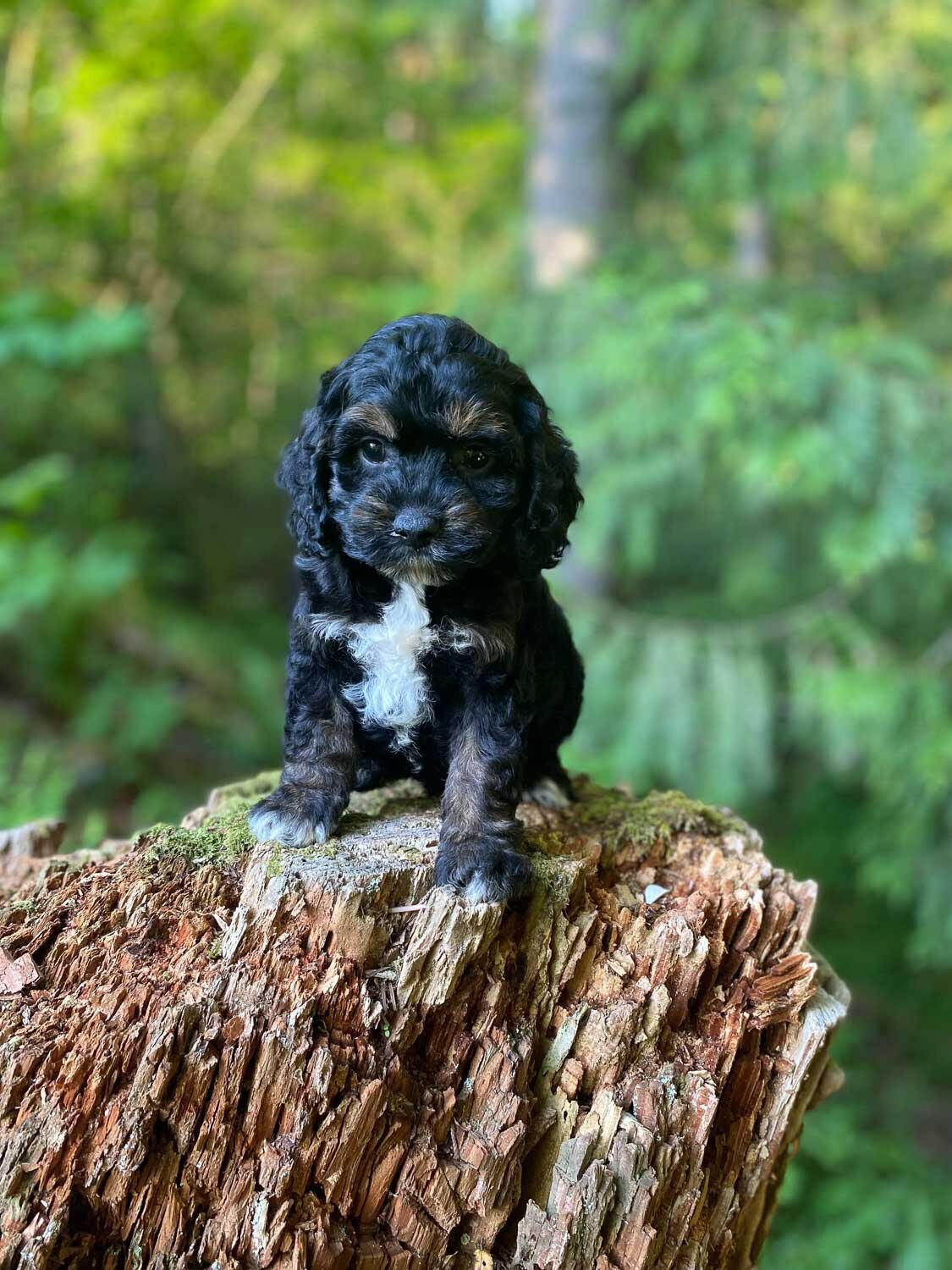 Heavenly Puppies to Love Cavapoo, Cockapoo, and Maltipoo Puppies Photo May 25 2023, 7 36 58 PM49