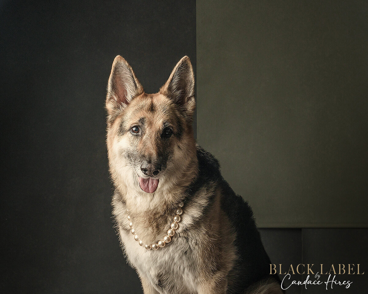 german shepard dog photographed in sea island studio black label style