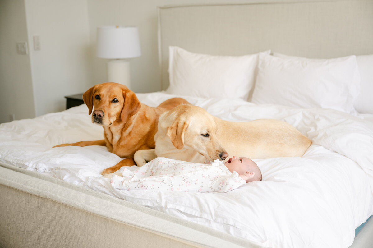 Denver-Newborn-Photographer-3544