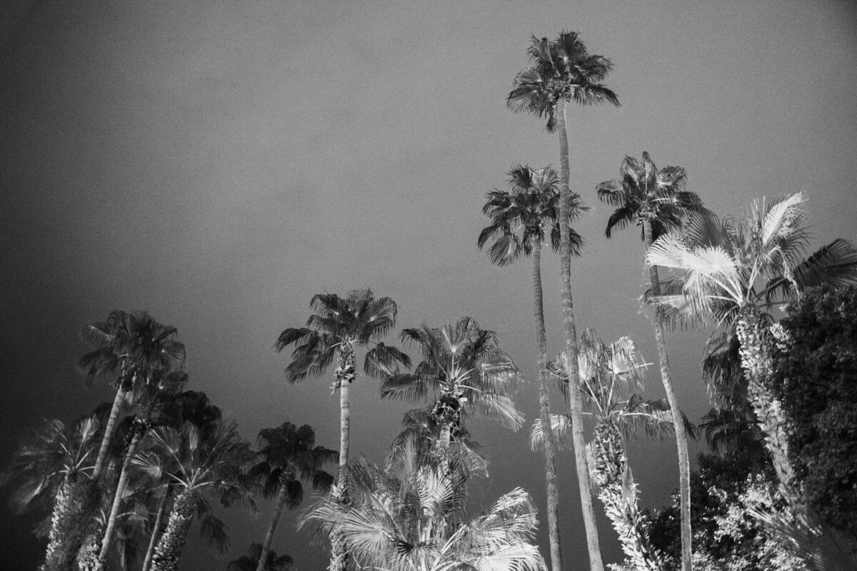 Palms trees lit up at night from wedding below during a destination wedding in Palm Springs. 