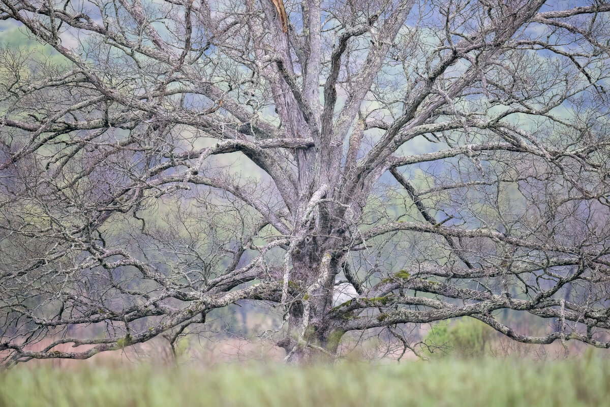 TN-Great-Smoky-Mountains-Nationla-Park-Landscape-Nature-Photography-Chrissy-Donadi-8