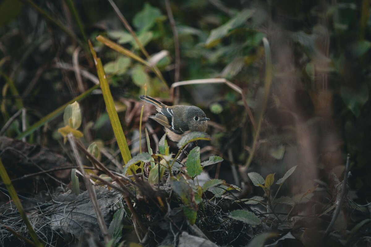 Tiny-Bird-5cdc3ec5-2500