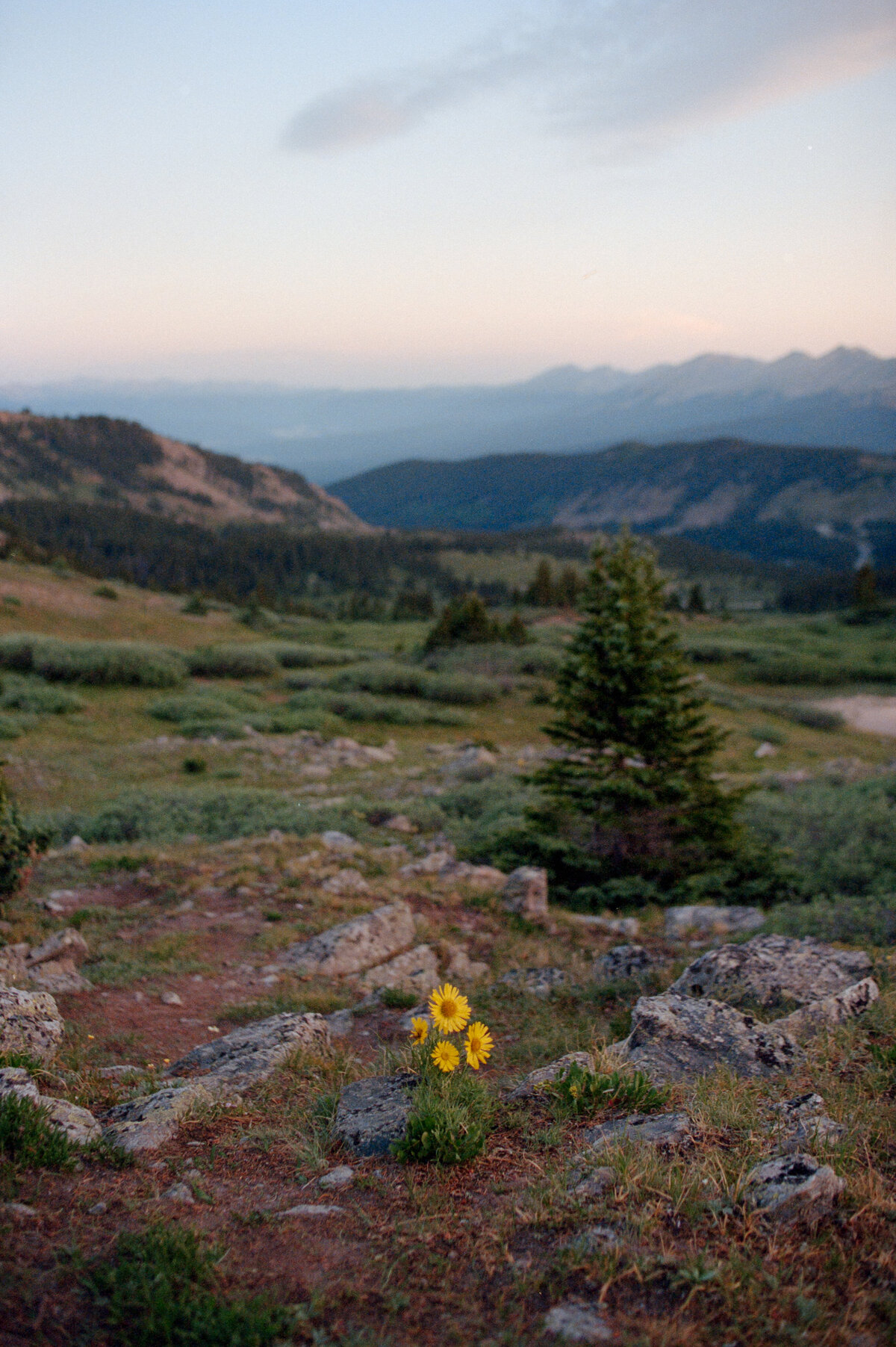 Taylor, Cottonwood Wildflower