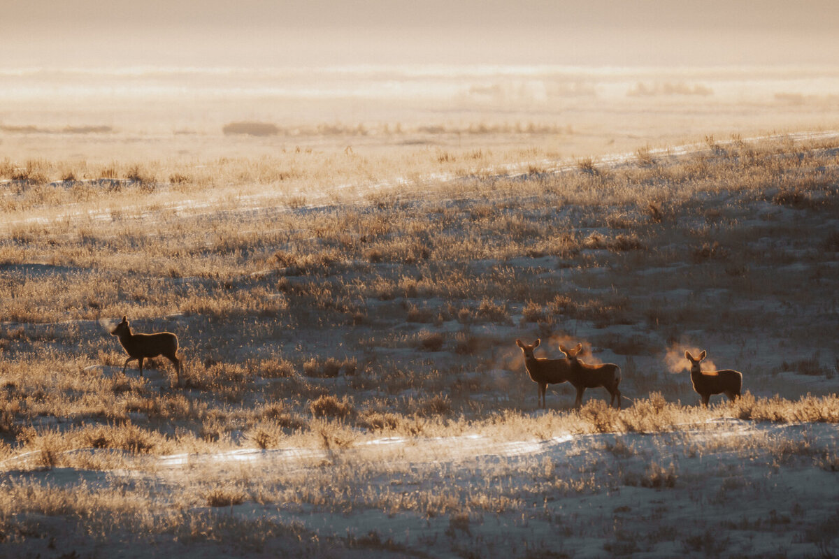 EDP Wildlife-230102-054
