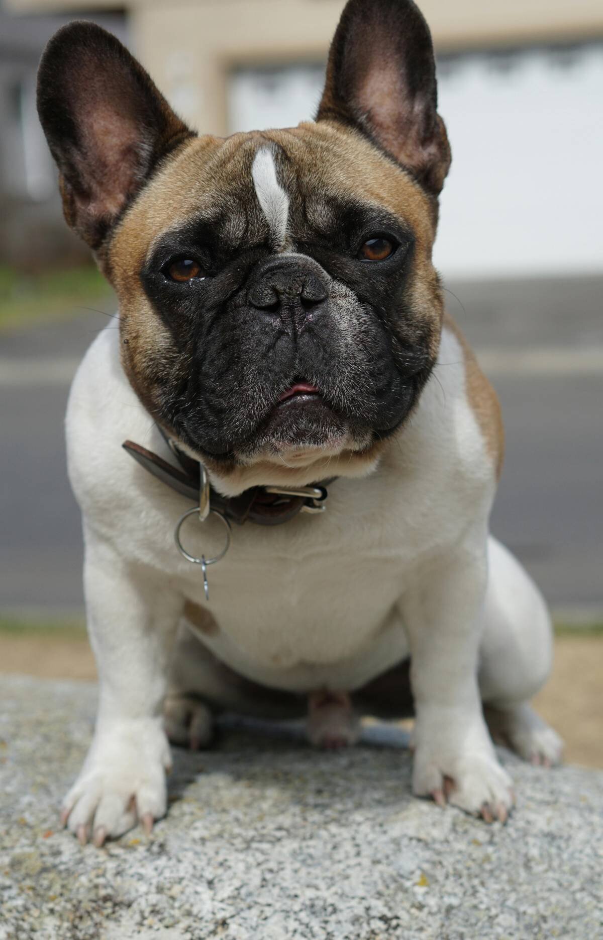 img-ingoodpawsconcierge (17)