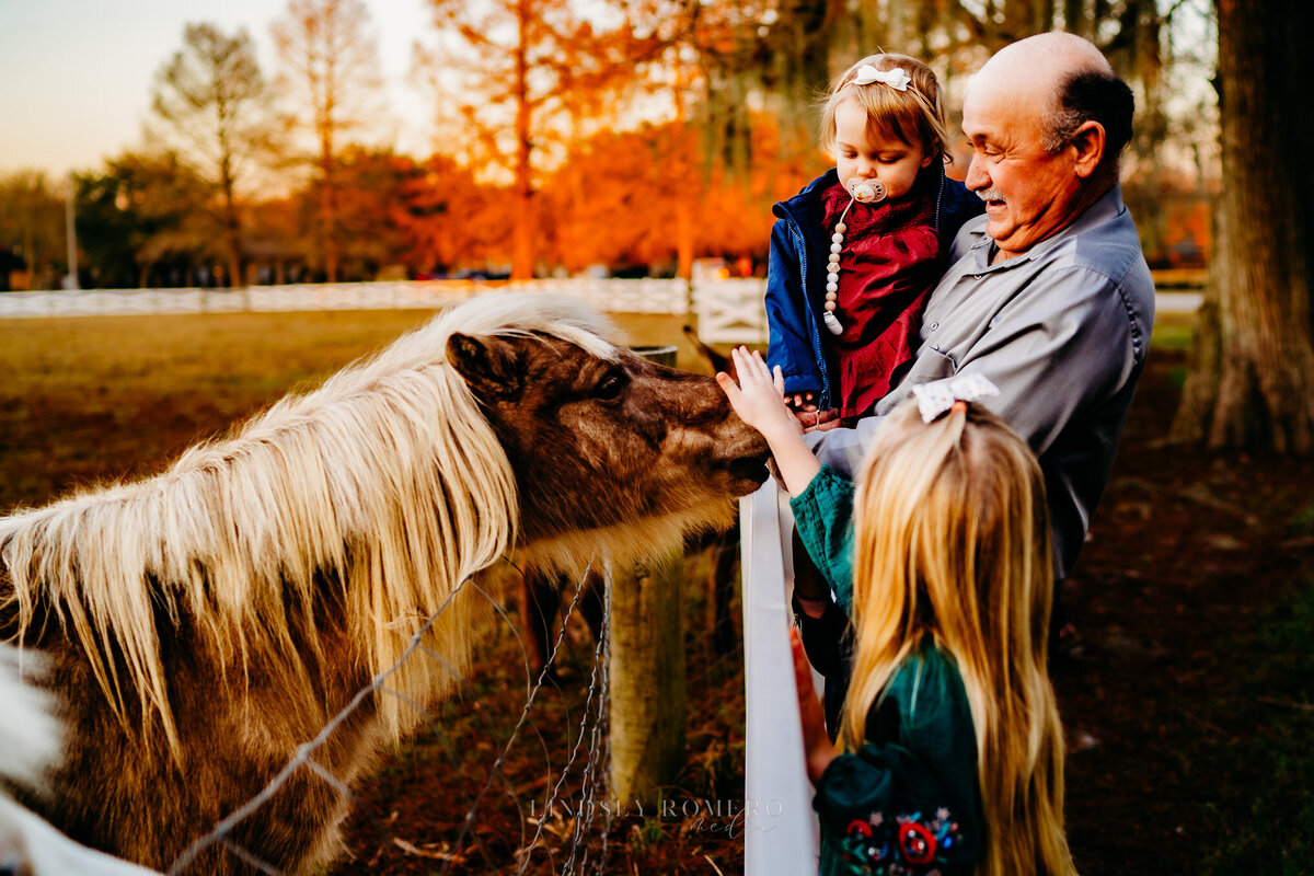 grandpa playing with grandkids and mini horse at sunset in Patterson, la
