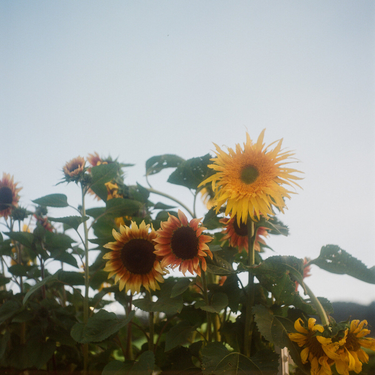 Stanly-Ranch-wedding-dejauregui-photography-41