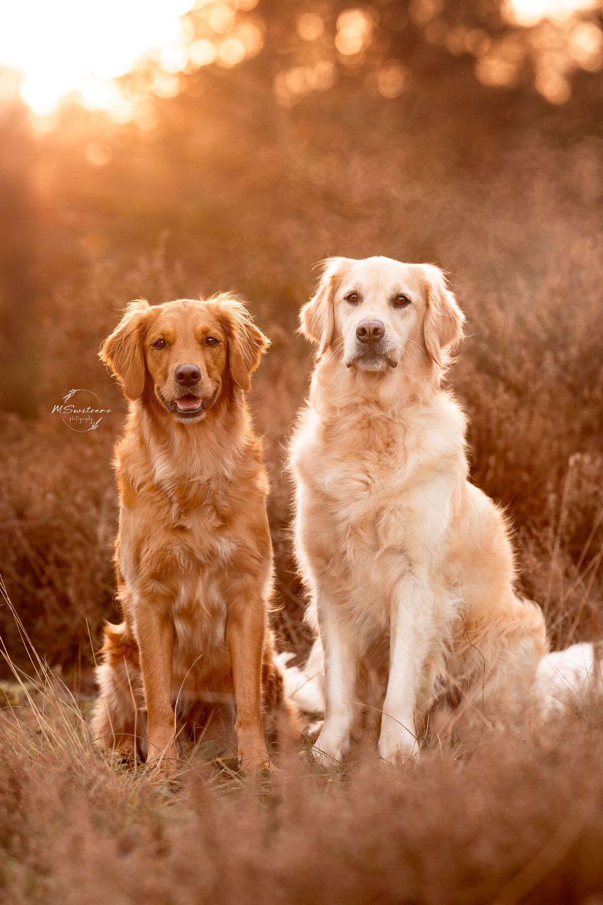 2 golden retrievers naast elkaar tijdens een honden fotoshoot met zonsondergang. MSwitsersphotography als hondenfotografe