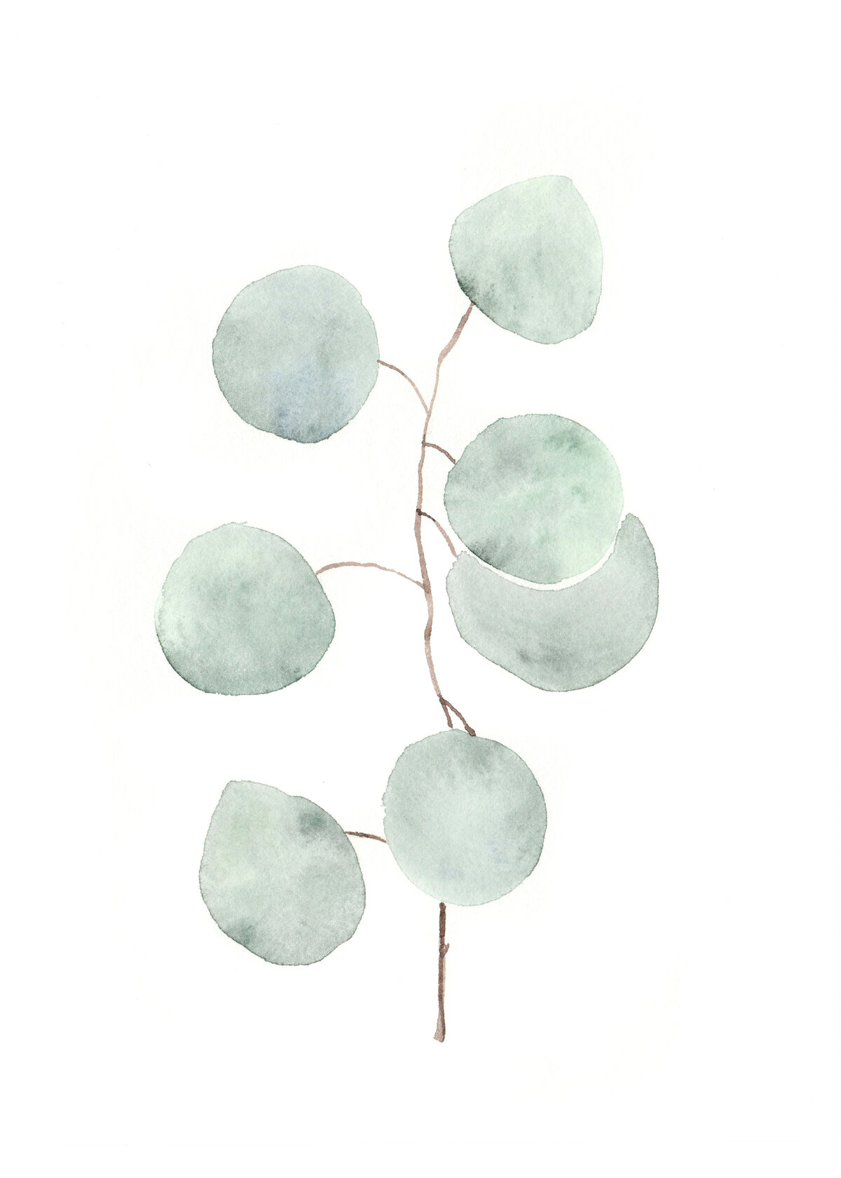 watercolor-silverdollar-eucalyptus