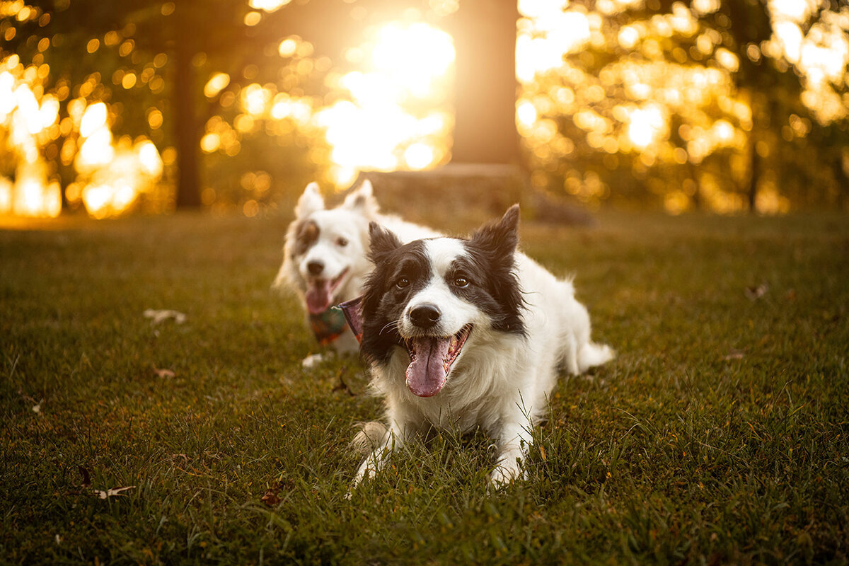 Two Border Collies are on the ground during a golden hour photoshoot. Work by Duluth-based pet photographer Joanna of Paddle Paws Photography.