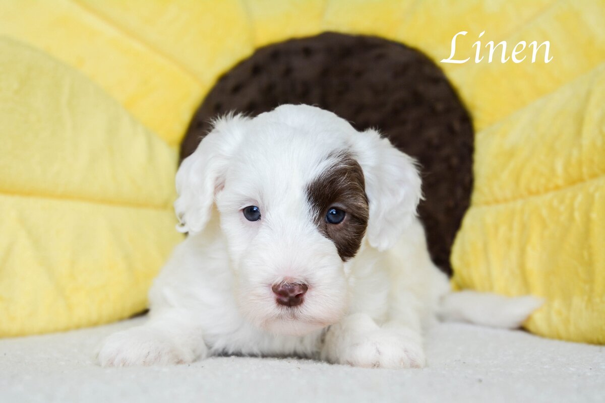Available Mini and micro Sheepadoodle Puppies