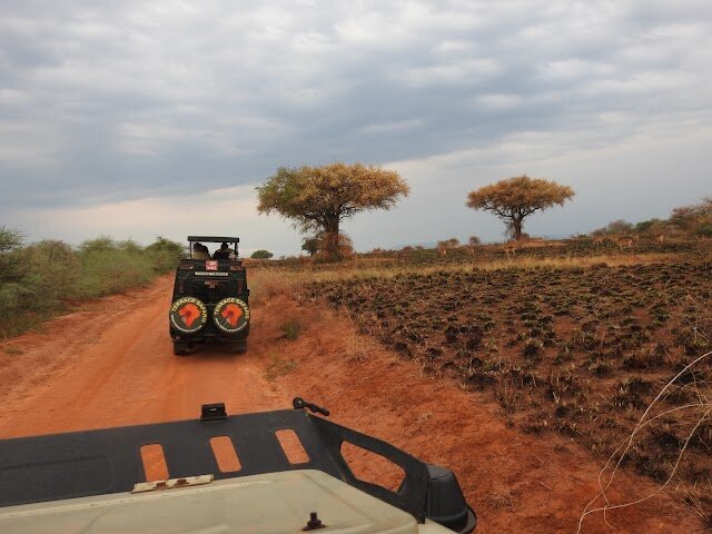 Safari 2