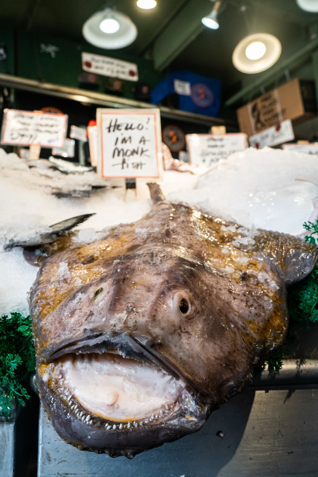 world's-best-vacation-family-photographer-SEATTLE-WASHINGTON029