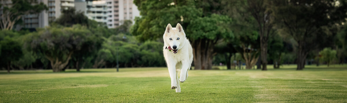 Husky running at a park