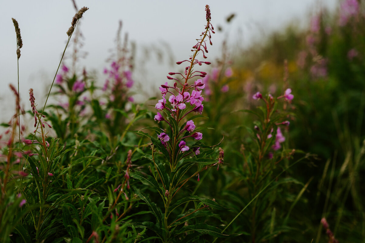 Pink alpine wildflowers in the Dolomites