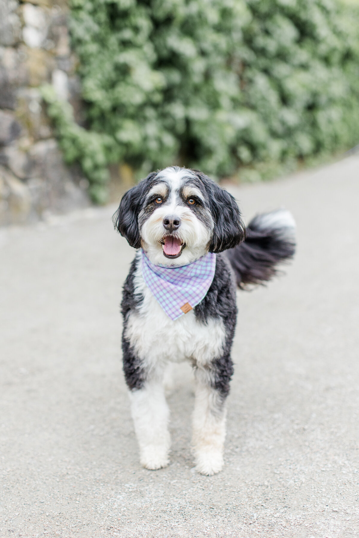 Boston-dog-photography