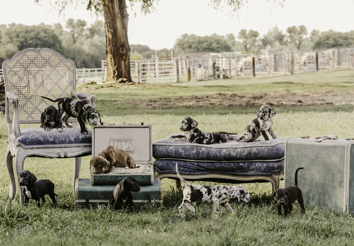 PupComposite