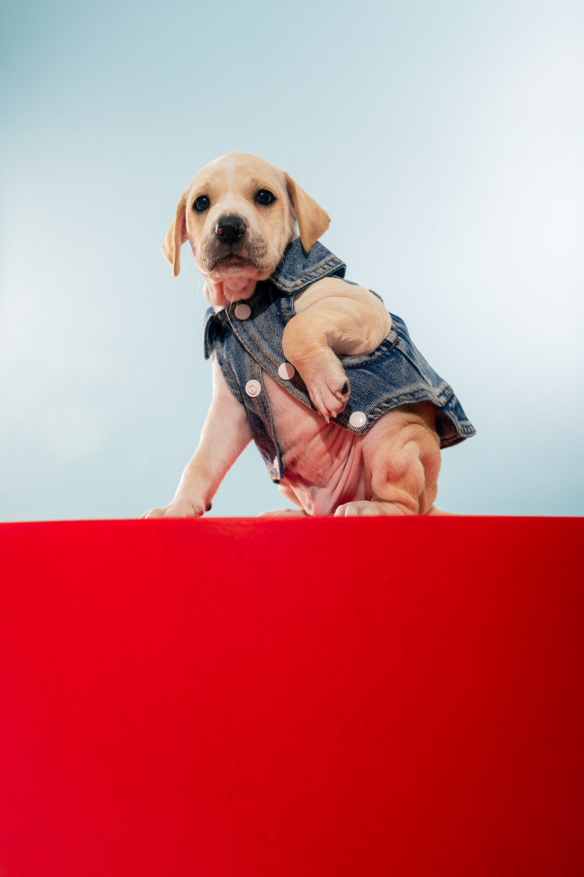 denimpuppiesTAP_-8