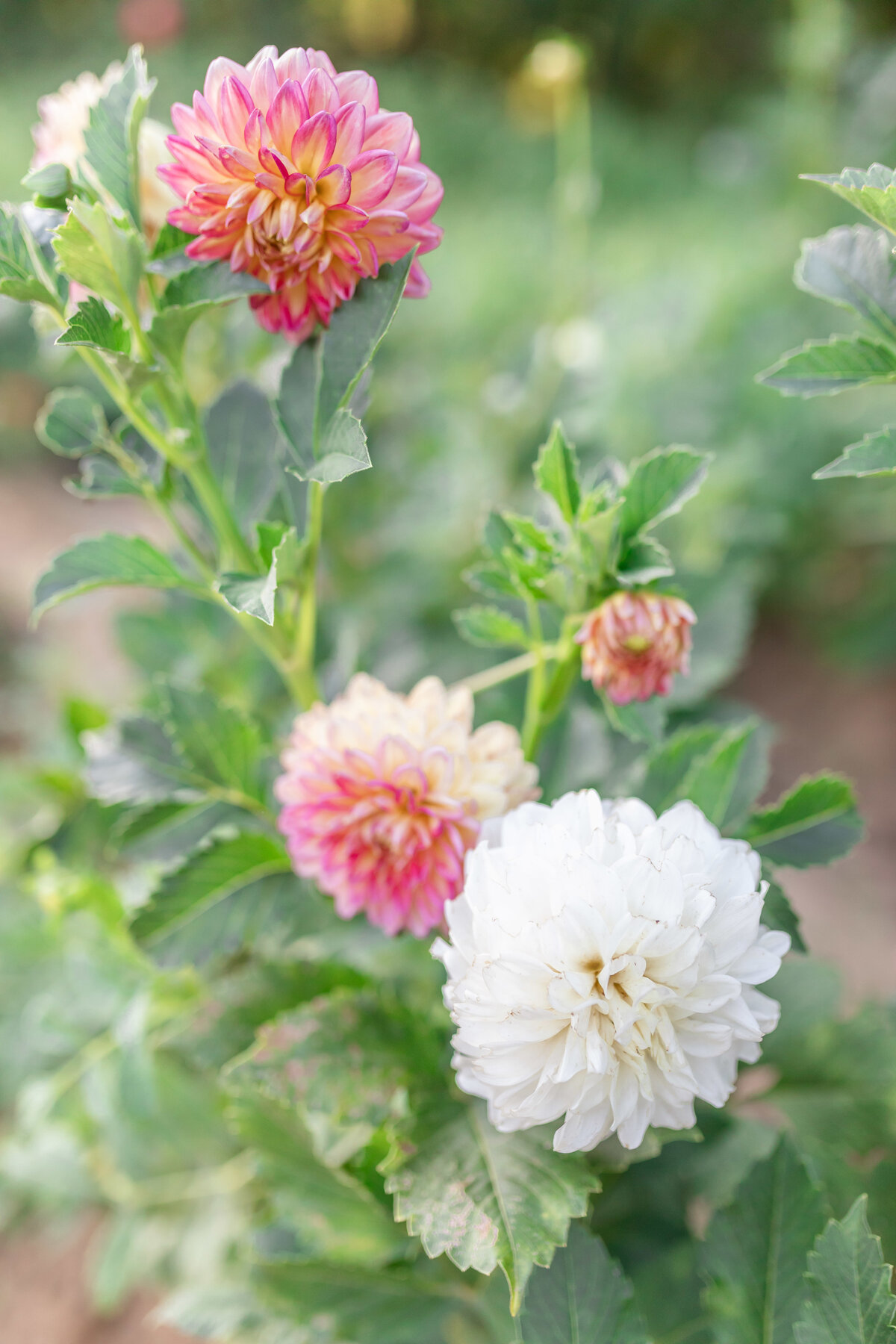 Jacqui and Mike Engagement_0026