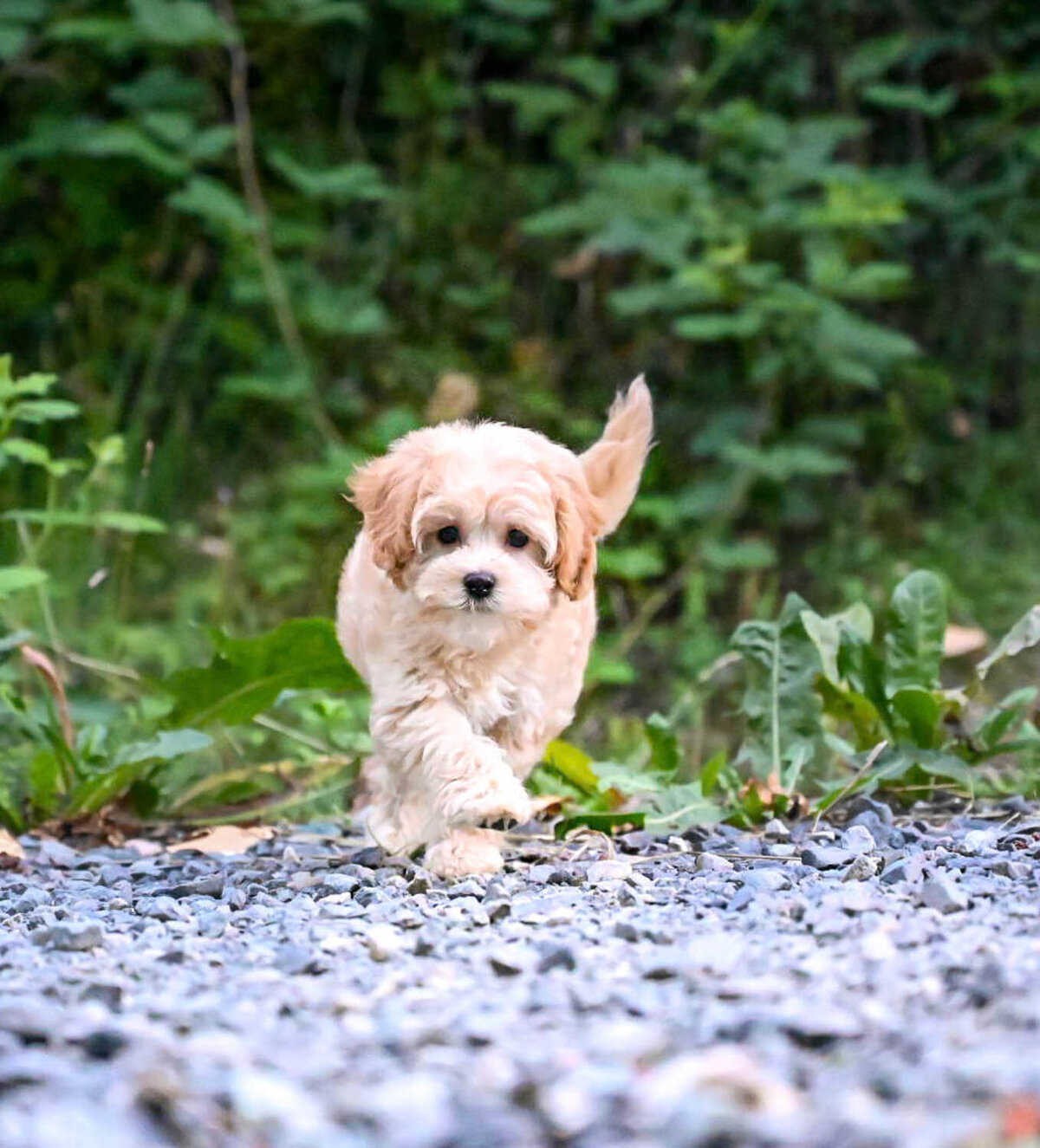 Heavenly Puppies to Love Cavapoo, Cockapoo, and Maltipoo Puppies Photo Aug 07 2024, 8 31 26 AM164