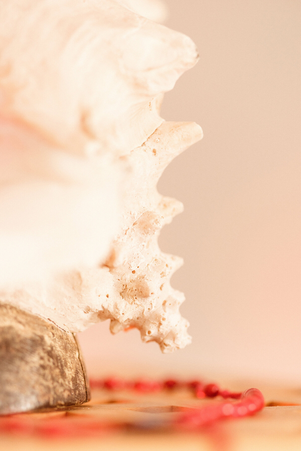 Détail texture d'un corail  sur fond beige