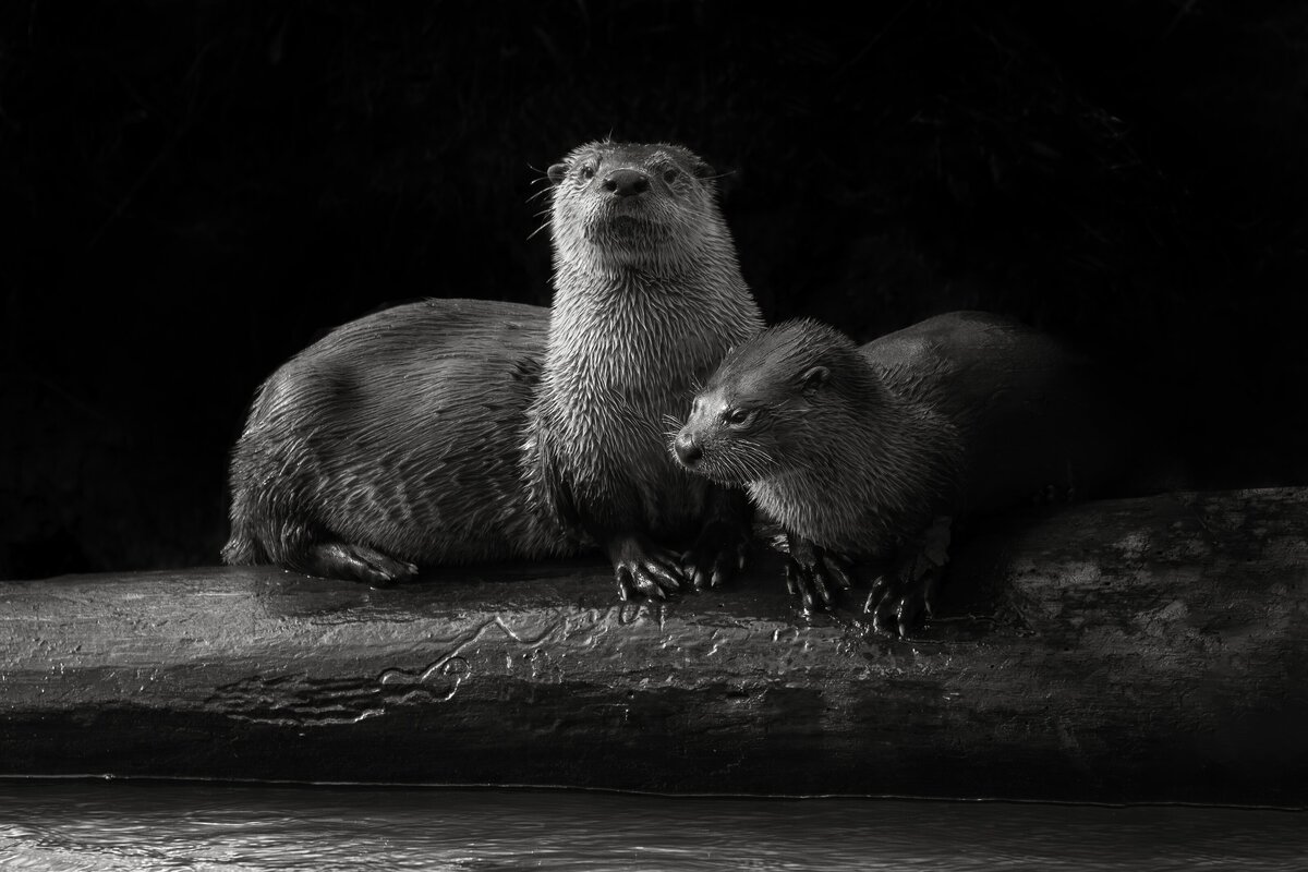 River Otters in Black and White by Michael Kaal Photography 