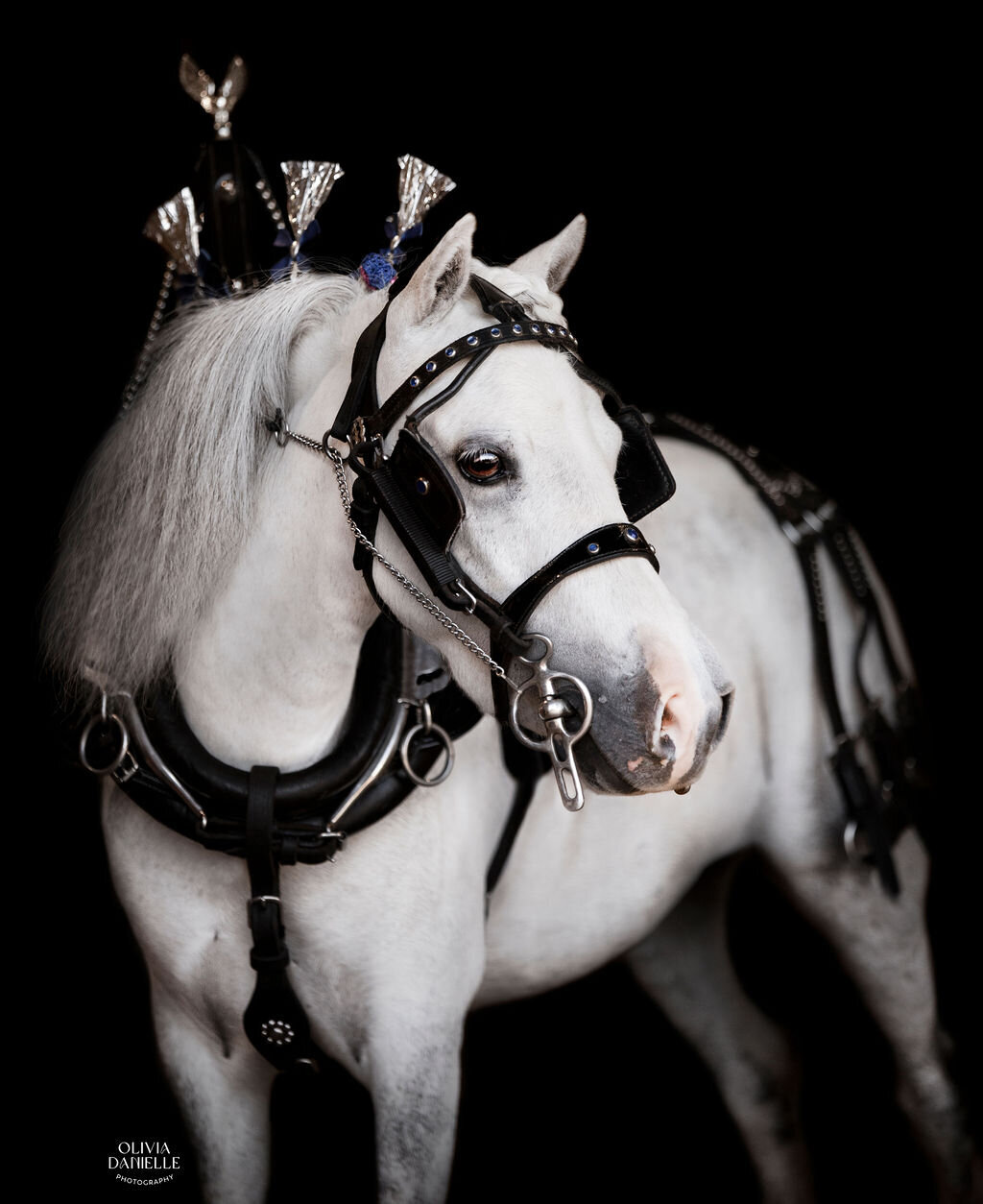 Fine Art Horse Portraits (8)