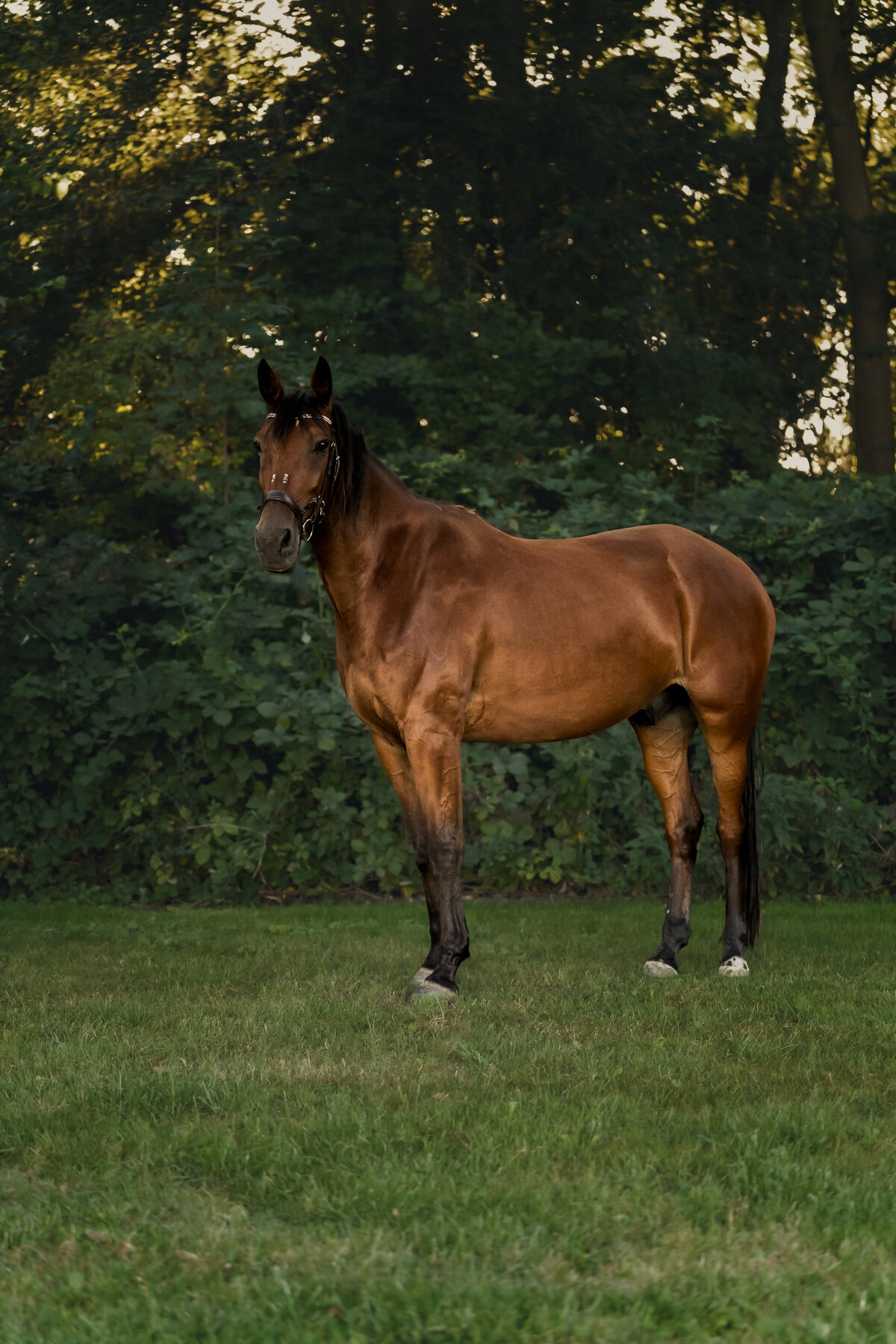 Deij Fotografie| Honden & Paardenshoot-Vrouwenpolder| Lilas-03255