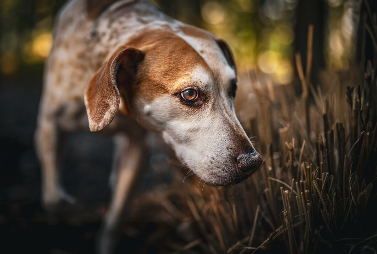 an inquisitive beagle snooping in some brush