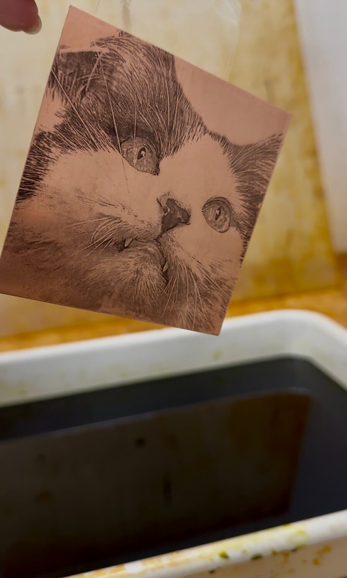 Close-up of a copper plate etched with a cat image, freshly pulled from the etching bath.