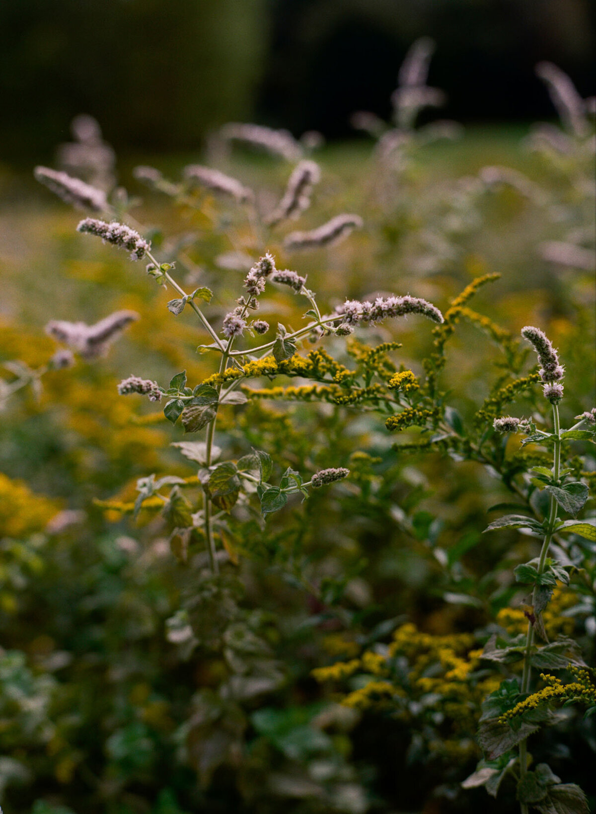 Woodstock-Inn-Vermont0005