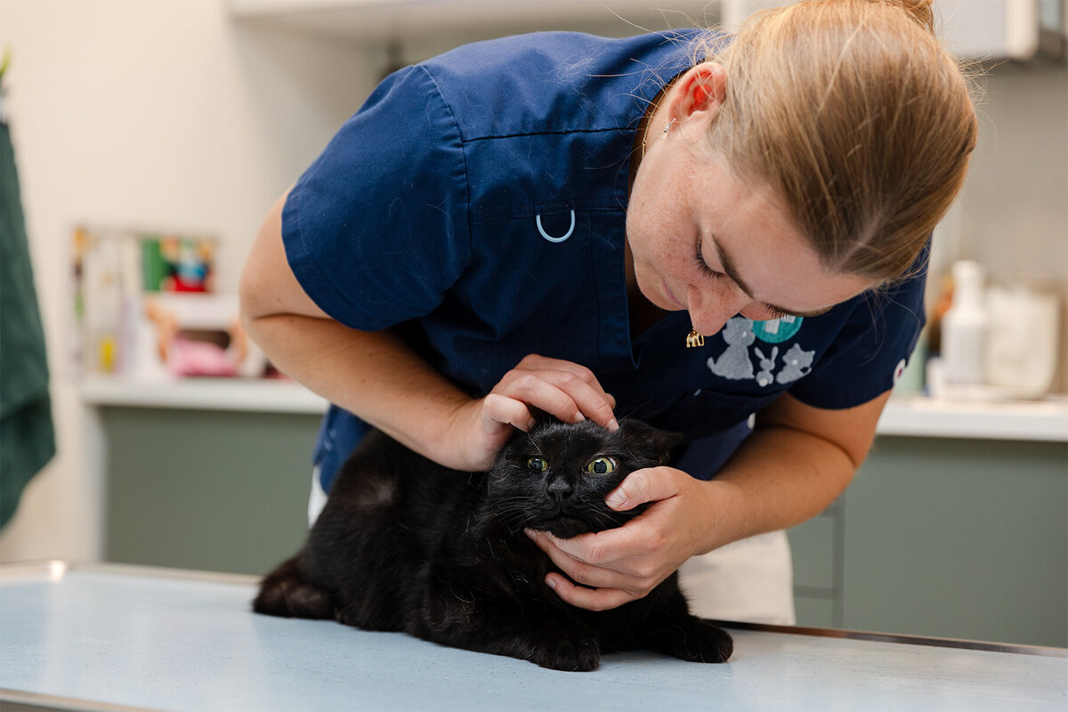 Dierenkliniek Aerdenhout - 6 LR