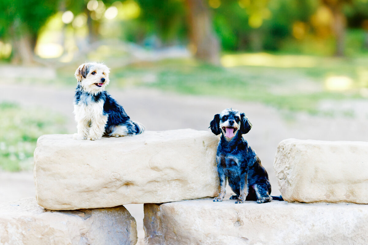 Pet Photographer Grand Junction -  350