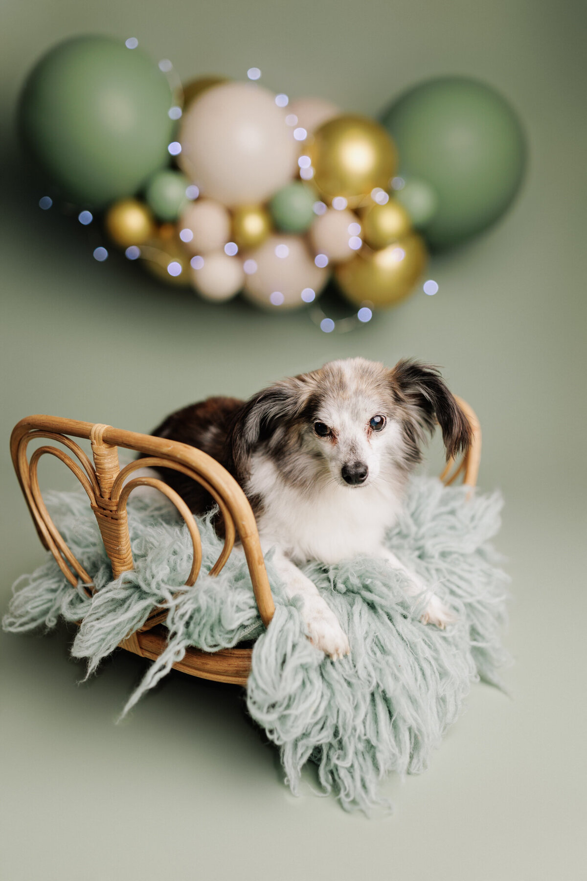 NW Arkansas pet photographer, dog photography NW Arkansas, pet photography near me