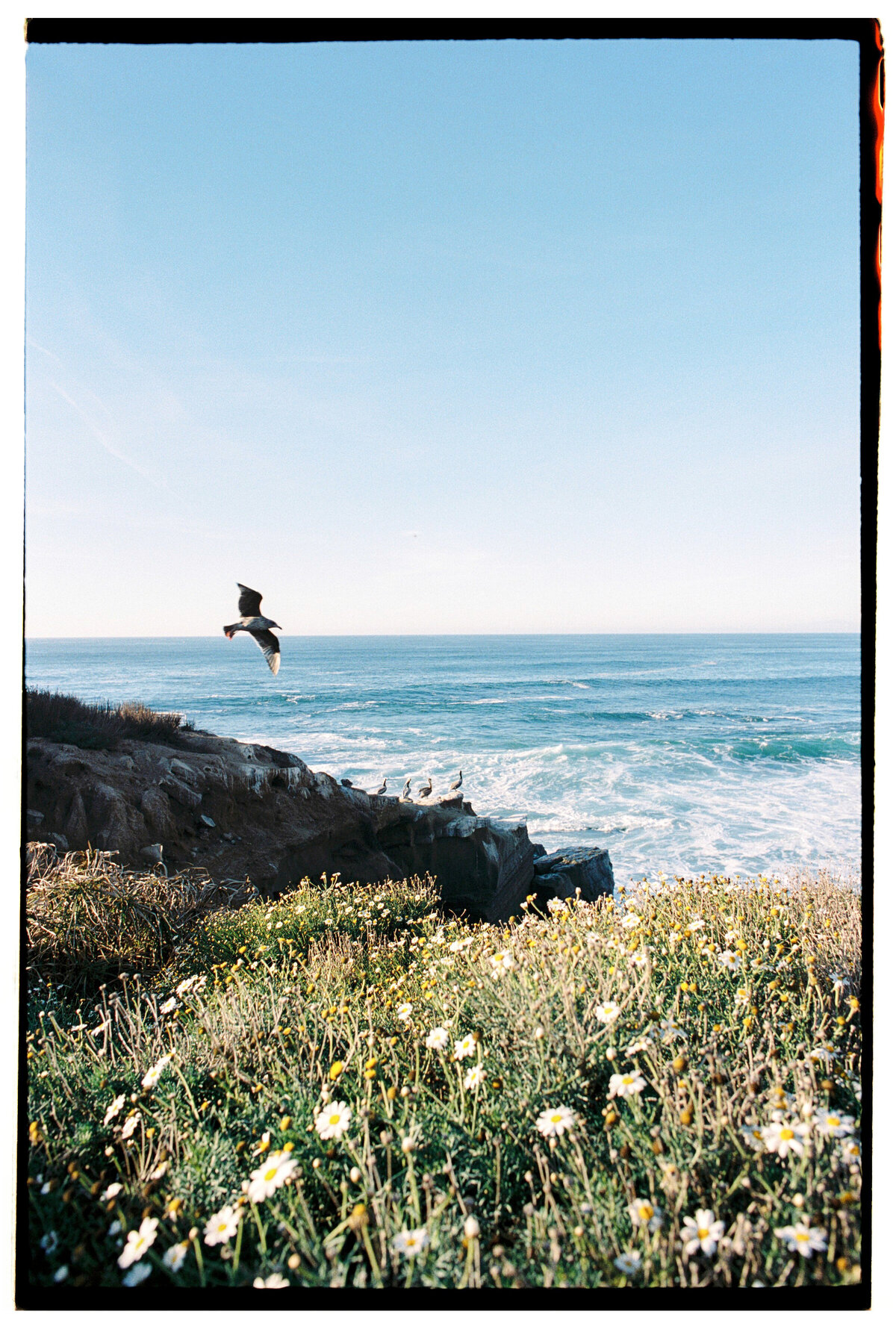 Sea and bird captured on film by Kate Winters Photography, showcasing the natural beauty and serene atmosphere in an authentic, documentary style.
