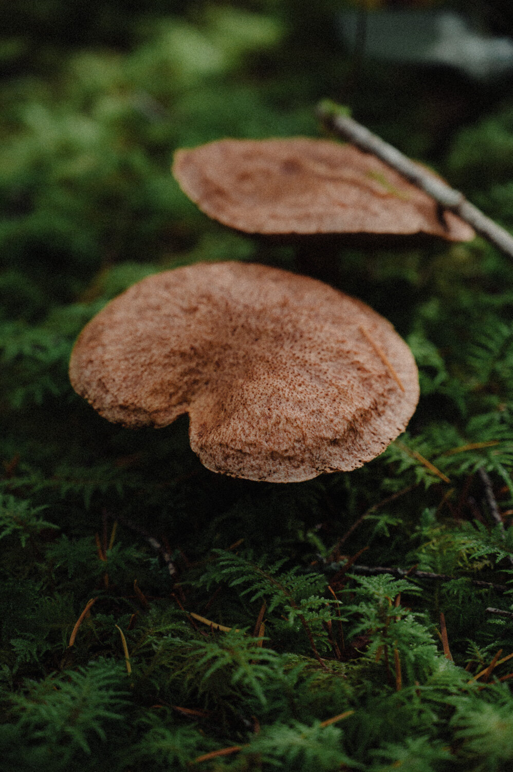 Strathcona Park Elopement-43