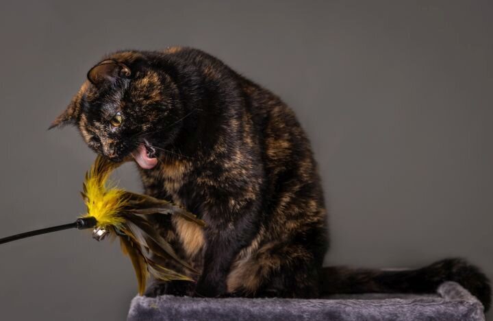 lilla-bordas-portraits-tampa-CAT-photographer1220