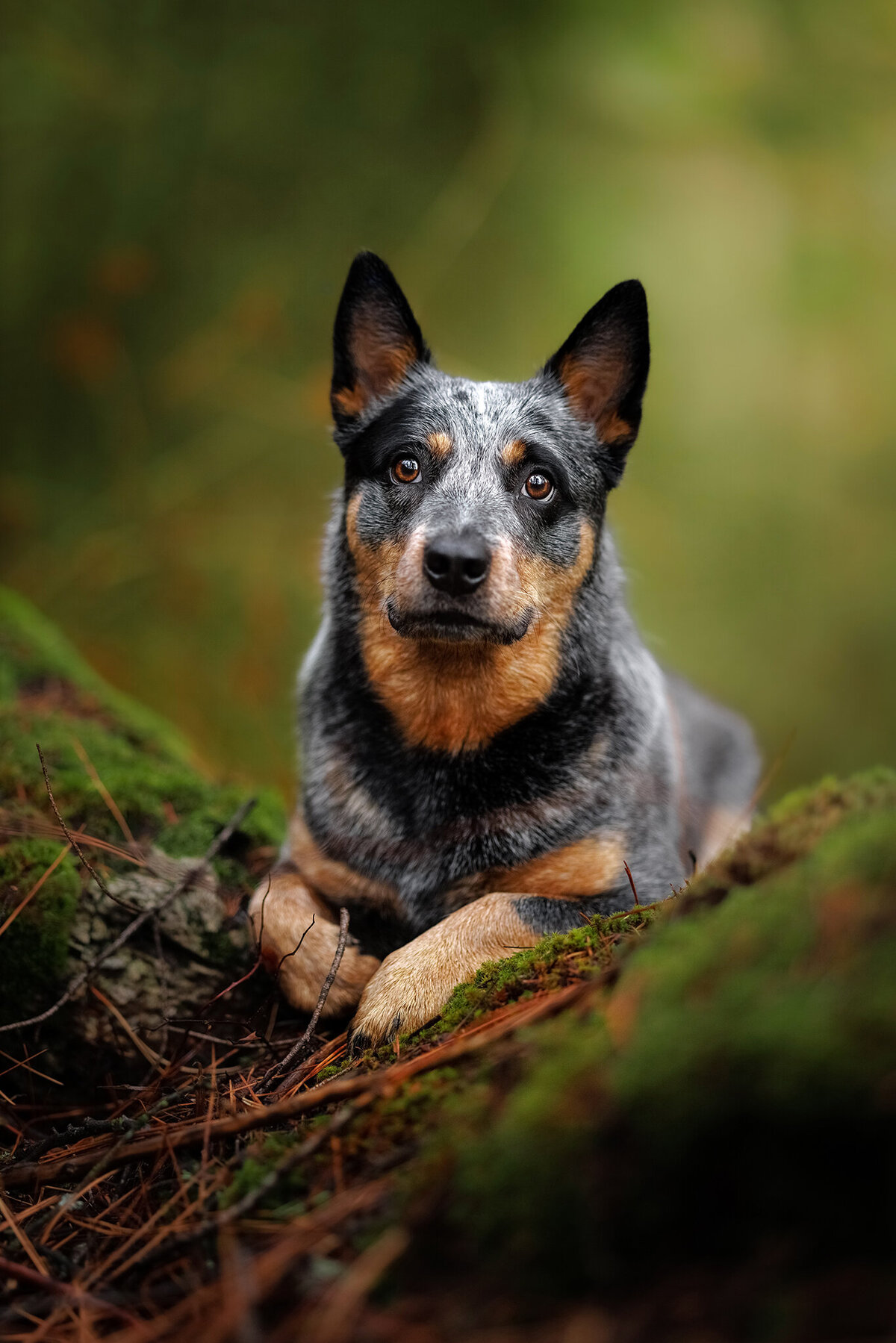 australian-cattle-dog-woods